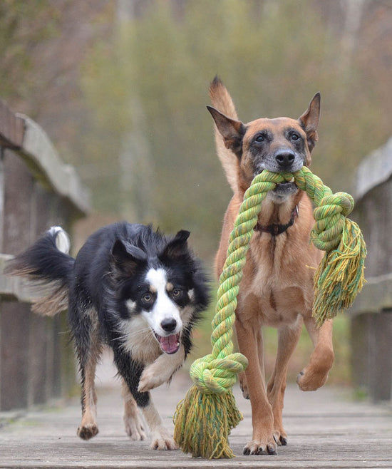 ROPE DOGS TOYS,PET PRODUCTS FORM CHINA SUPPLIERS