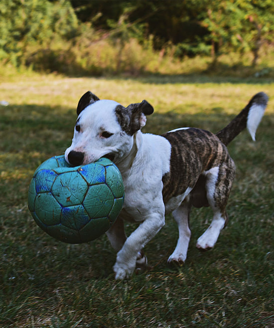 CHEW TOYS,PET PRODUCTS FORM CHINA SUPPLIERS